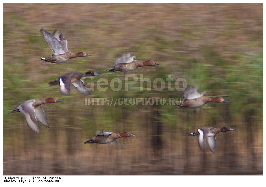 �����������, ���������� �������, ����������� ����� ������, ������, ��������, ��������, �����, �����, ��������, �����������, �����������������, ������������� �����, ������������� �����, XYZ, ������, Anatidae, ������������� �����, ������� �������, ������������� �����, ���������, Aythya ferina