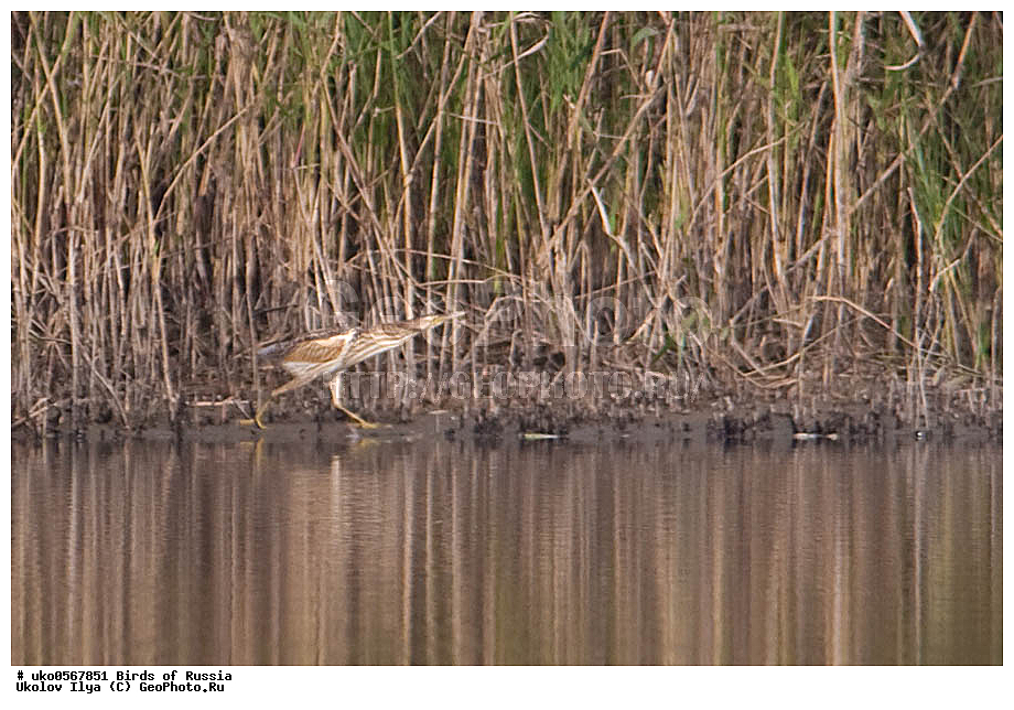 �����������, ���������� �������, ����������� ����� ������, ������, ��������, ��������, �����, �����, ��������, �����������, XYZ, ��������, Ardeidae, ����� ����, ������, Ixobrychus minutus