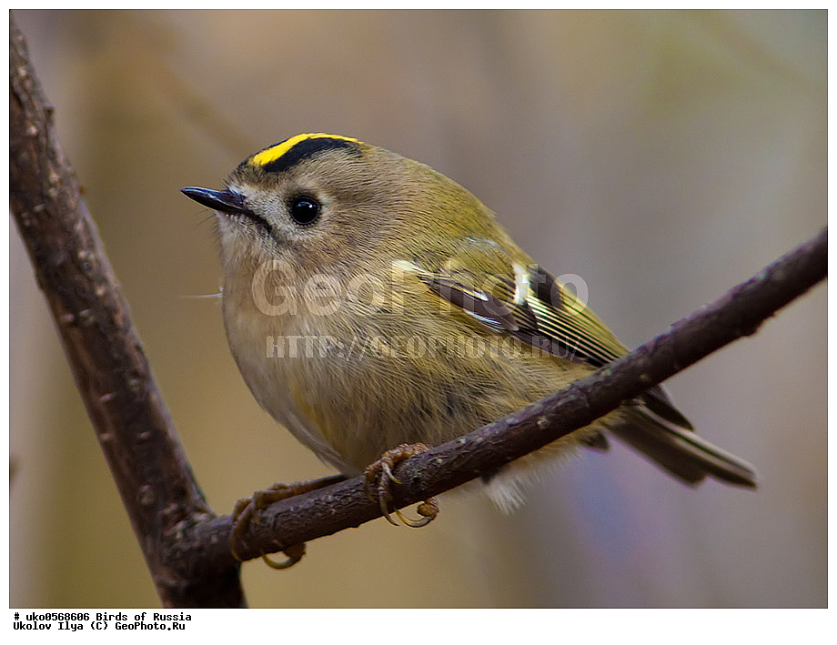 ������, ��������, ��������, �����, �����, ��������, �����������, XYZ, �����������, Regulidae, ������������ ������, ������������ �������, Regulus regulus, ����������� ����� ������, �����������, ���������� �������