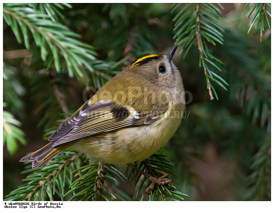 ������, ��������, ��������, �����, �����, ��������, �����������, XYZ, �����������, Regulidae, ������������ ������, ������������ �������, Regulus regulus, ����������� ����� ������, �����������, ���������� �������