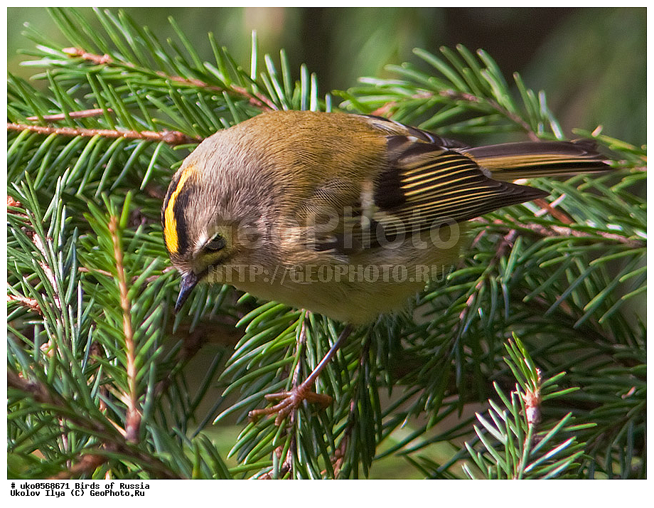 ������, ��������, ��������, �����, �����, ��������, �����������, XYZ, �����������, Regulidae, ������������ ������, ������������ �������, Regulus regulus, ����������� ����� ������, �����������, ���������� �������