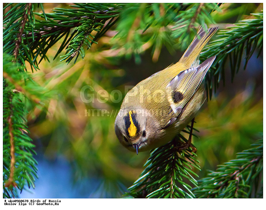 ������, ��������, ��������, �����, �����, ��������, �����������, XYZ, �����������, Regulidae, ������������ ������, ������������ �������, Regulus regulus, ����������� ����� ������, �����������, ���������� �������