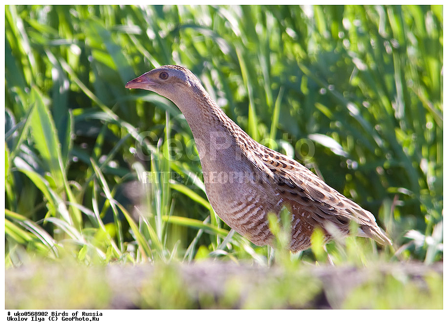 �����������, ���������� �������, ����������� ����� ������, ������, ��������, ��������, �����, �����, ��������, �����������, XYZ, �����������, Rallidae, ���������, ������, Crex crex