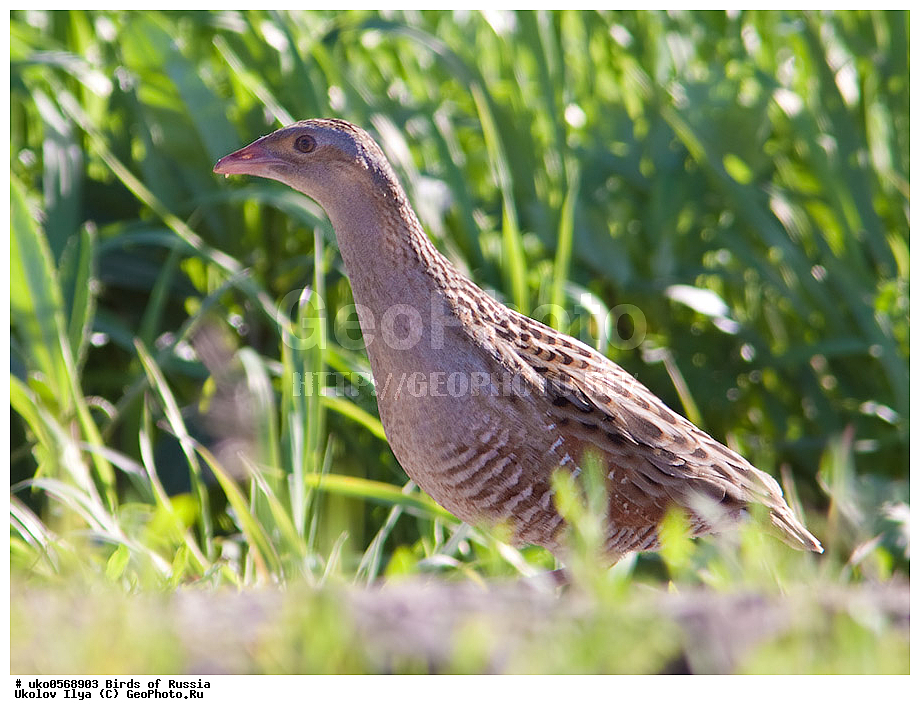 �����������, ���������� �������, ����������� ����� ������, ������, ��������, ��������, �����, �����, ��������, �����������, XYZ, �����������, Rallidae, ���������, ������, Crex crex