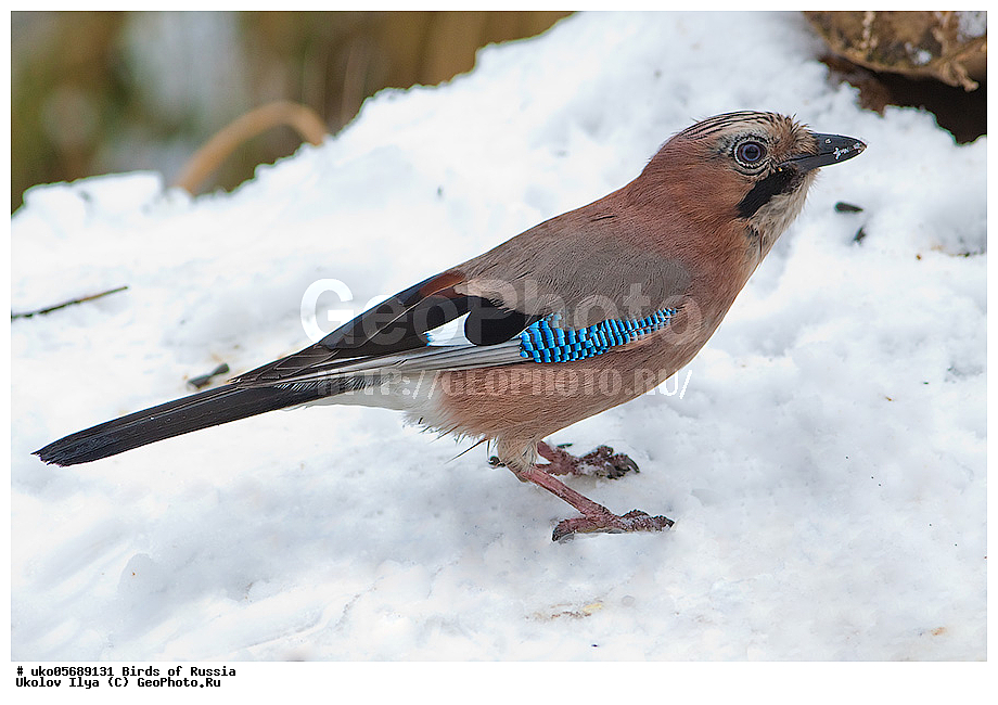 ������, ��������, ��������, �����, �����, ��������, �����������, XYZ, ��������, ���������, Corvidae, ������������ �����, �����, ������, Garrulus glandarius, ����������� ����� ������, �����������, ���������� �������