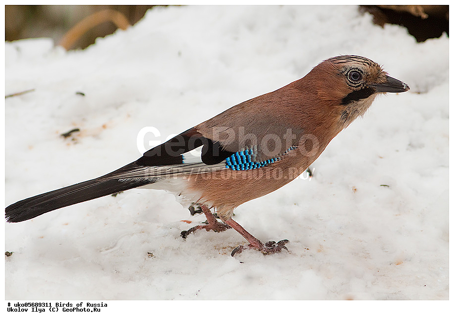 ������, ��������, ��������, �����, �����, ��������, �����������, XYZ, ��������, ���������, Corvidae, ������������ �����, �����, ������, Garrulus glandarius, ����������� ����� ������, �����������, ���������� �������