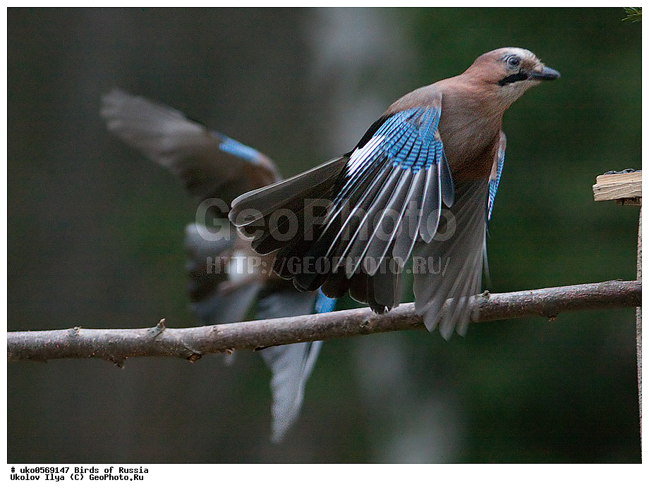 ������, ��������, ��������, �����, �����, ��������, �����������, XYZ, ��������, ���������, Corvidae, ������������ �����, �����, ������, Garrulus glandarius, ����������� ����� ������, �����������, ���������� �������