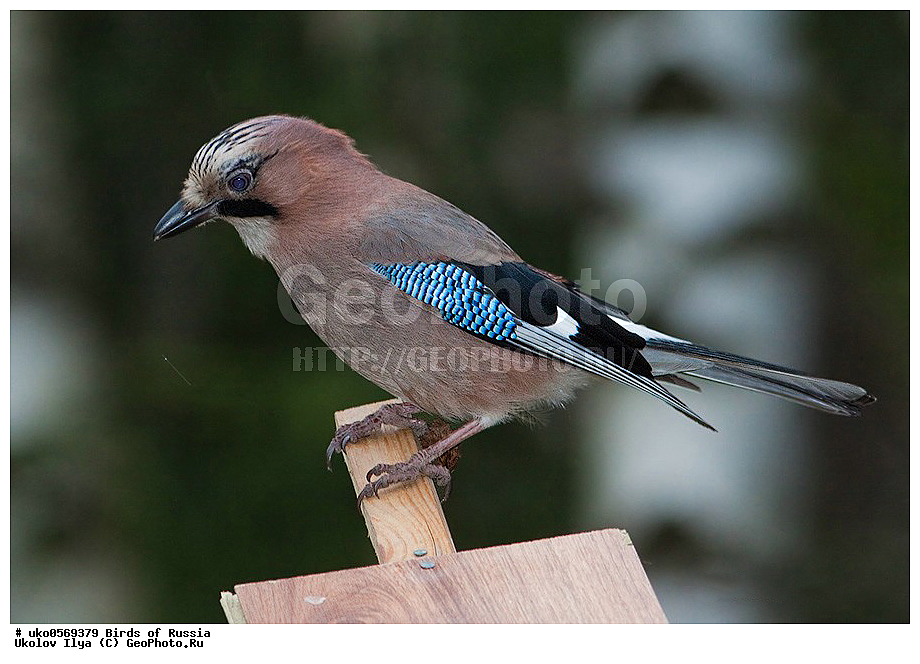 ������, ��������, ��������, �����, �����, ��������, �����������, XYZ, ��������, ���������, Corvidae, ������������ �����, �����, ������, Garrulus glandarius, ����������� ����� ������, �����������, ���������� �������