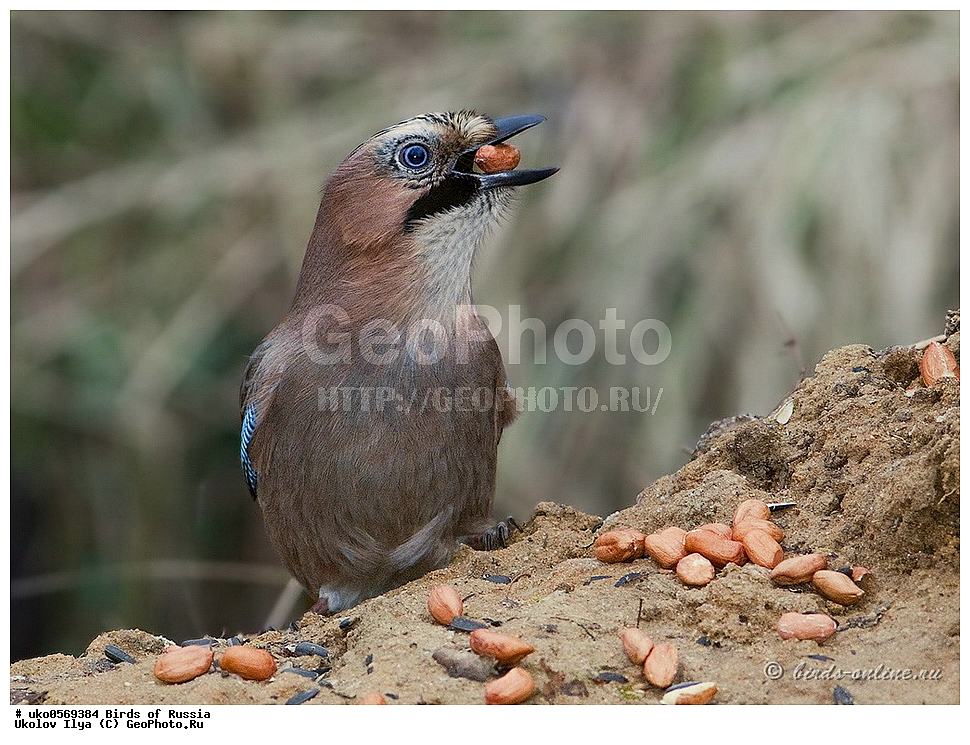 ������, ��������, ��������, �����, �����, ��������, �����������, XYZ, ��������, ���������, Corvidae, ������������ �����, �����, ������, Garrulus glandarius, ����������� ����� ������, �����������, ���������� �������