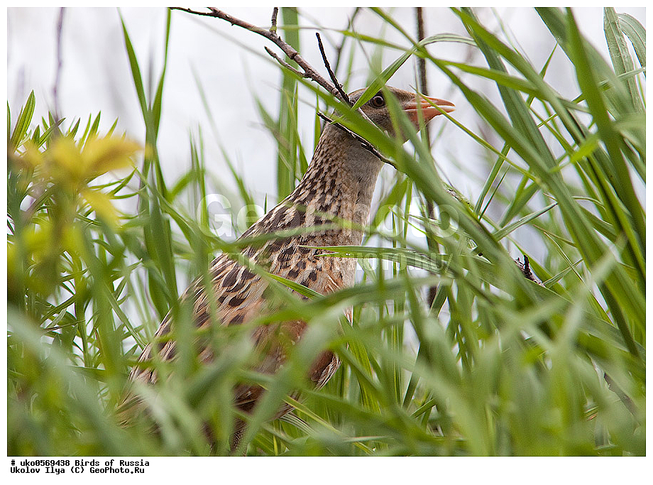 �����������, ���������� �������, ����������� ����� ������, ������, ��������, ��������, �����, �����, ��������, �����������, XYZ, �����������, Rallidae, ���������, ������, Crex crex