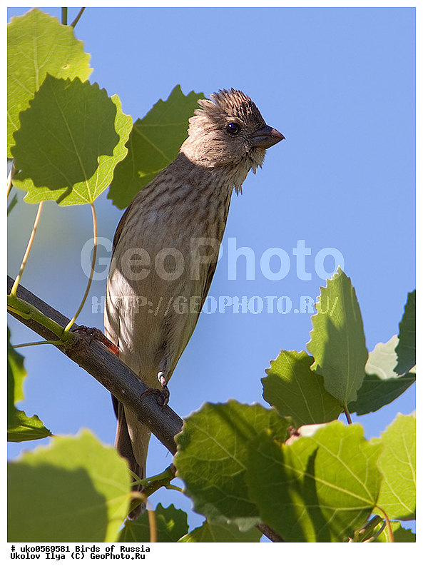 ������, ��������, ��������, �����, �����, ��������, �����������, XYZ, ���������, Fringillidae, ������������ ��������, ��������, Carpodacus erythrinus, Erythrina erythrina, ����������� ����� ������, �����������, ���������� �������
