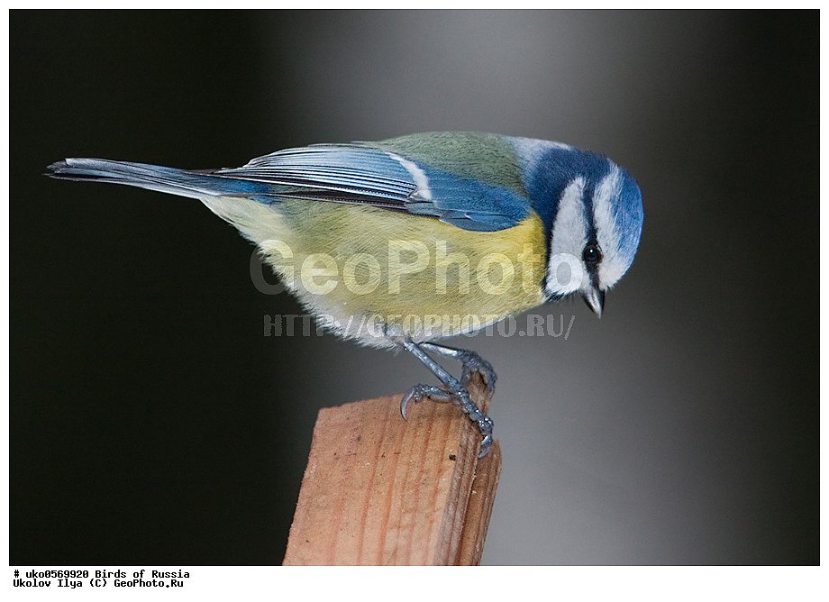 �����������, ���������� �������, ����������� ����� ������, ������, ��������, ��������, �����, �����, ��������, �����������, XYZ, ���������, Paridae, ������������ ���������, ������ ���������, ������� ���������, ���������, Cyanistes caeruleus, Parus caeruleus