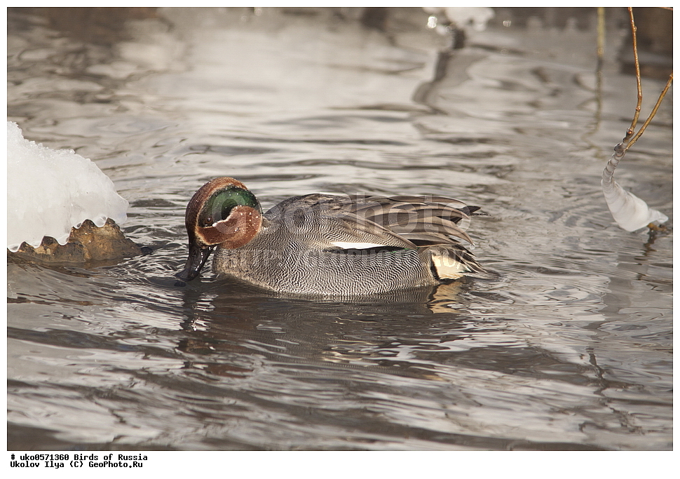 �����������, ���������� �������, ����������� ����� ������, ������, ��������, ��������, �����, �����, ��������, �����������, �����������������, ������������� �����, ������������� �����, XYZ, ������, Anatidae, �����-���������, Anas crecca