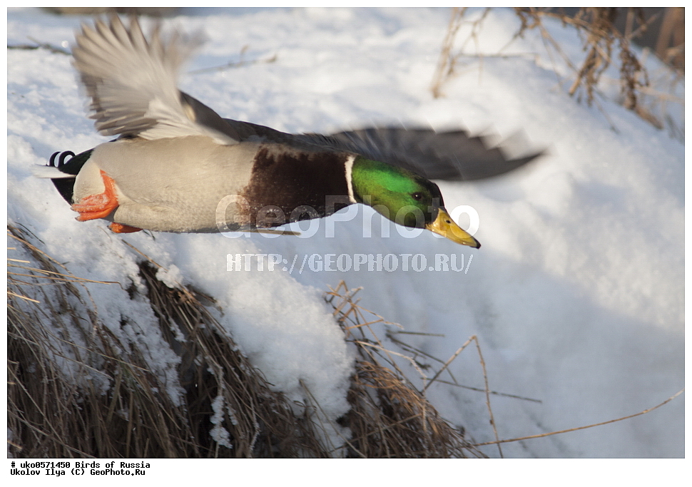 �����������, ���������� �������, ����������� ����� ������, ������, ��������, ��������, �����, �����, ��������, �����������, �����������������, ������������� �����, ������������� �����, XYZ, ������, Anatidae, ������, Anas platyrhynchos