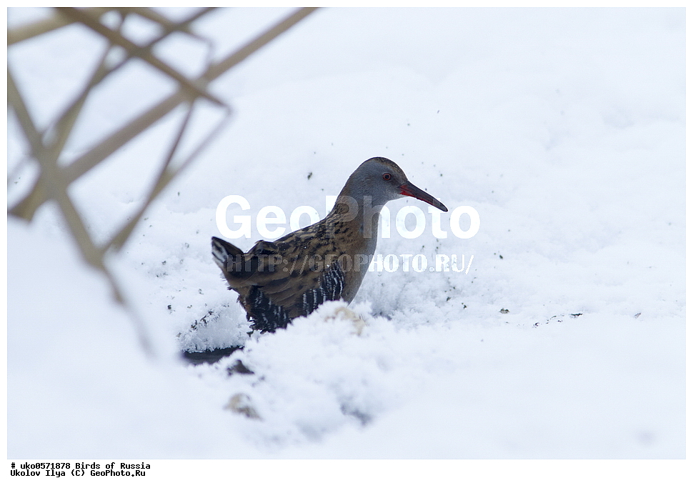 �����������, ���������� �������, ����������� ����� ������, ������, ��������, ��������, �����, �����, ��������, �����������, XYZ, �����������, Rallidae, ������� ��������, Rallus aquaticus