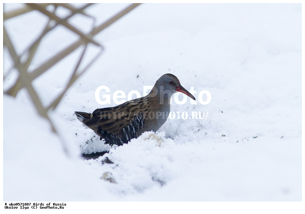 �����������, ���������� �������, ����������� ����� ������, ������, ��������, ��������, �����, �����, ��������, �����������, XYZ, �����������, Rallidae, ������� ��������, Rallus aquaticus