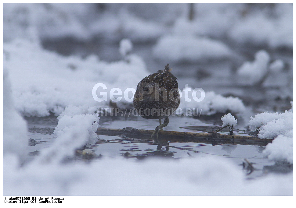 �����������, ���������� �������, ����������� ����� ������, ������, ��������, ��������, �����, �����, ��������, �����������, XYZ, �����������, Rallidae, �������, Porzana porzana