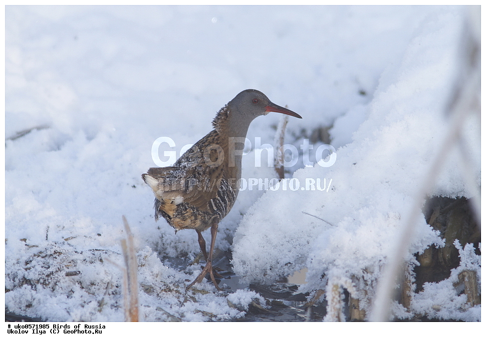 �����������, ���������� �������, ����������� ����� ������, ������, ��������, ��������, �����, �����, ��������, �����������, XYZ, �����������, Rallidae, ������� ��������, Rallus aquaticus