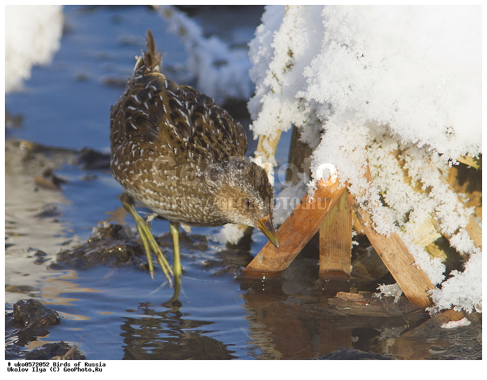 �����������, ���������� �������, ����������� ����� ������, ������, ��������, ��������, �����, �����, ��������, �����������, XYZ, �����������, Rallidae, �������, Porzana porzana