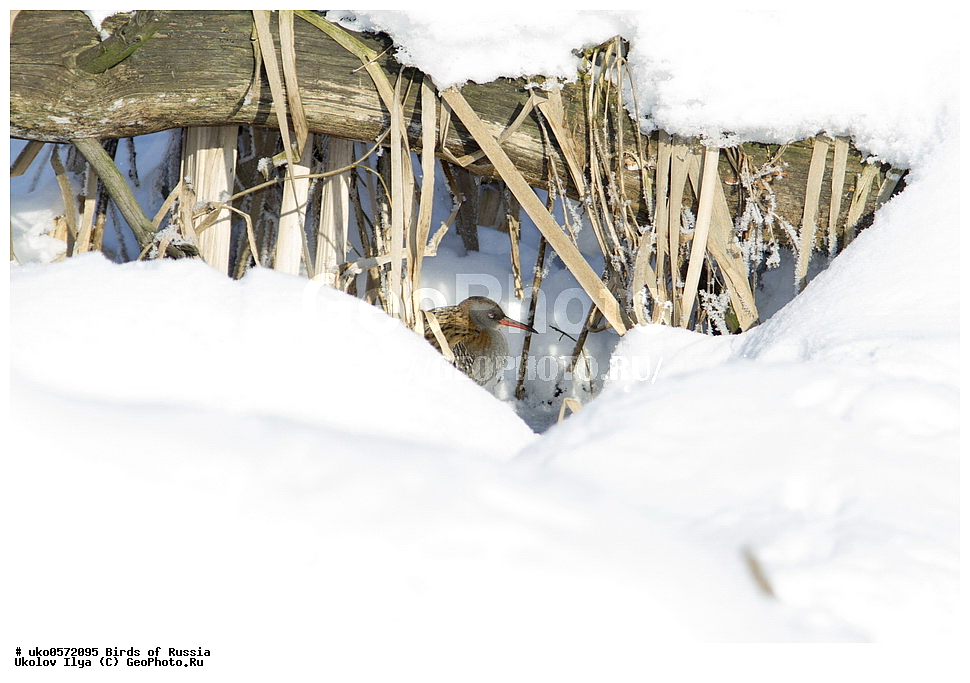 �����������, ���������� �������, ����������� ����� ������, ������, ��������, ��������, �����, �����, ��������, �����������, XYZ, �����������, Rallidae, �������, Porzana porzana