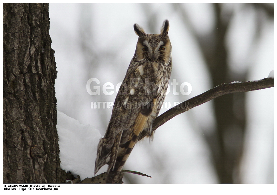 �����������, ���������� �������, ����������� ����� ������, ������, ��������, ��������, �����, �����, ��������, �����������, ������ �����, ������ �����, XYZ, �������, ��������� ����, Strigidae, ������� ����, Asio otus