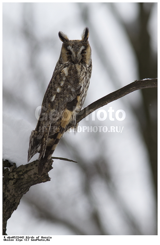 �����������, ���������� �������, ����������� ����� ������, ������, ��������, ��������, �����, �����, ��������, �����������, ������ �����, ������ �����, XYZ, �������, ��������� ����, Strigidae, ������� ����, Asio otus