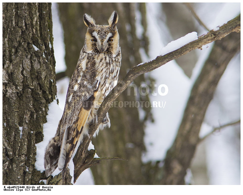 �����������, ���������� �������, ����������� ����� ������, ������, ��������, ��������, �����, �����, ��������, �����������, ������ �����, ������ �����, XYZ, �������, ��������� ����, Strigidae, ������� ����, Asio otus