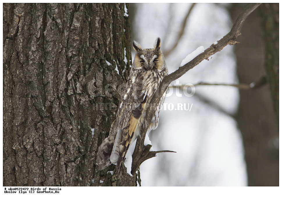 �����������, ���������� �������, ����������� ����� ������, ������, ��������, ��������, �����, �����, ��������, �����������, ������ �����, ������ �����, XYZ, �������, ��������� ����, Strigidae, ������� ����, Asio otus