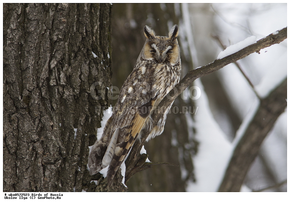 �����������, ���������� �������, ����������� ����� ������, ������, ��������, ��������, �����, �����, ��������, �����������, ������ �����, ������ �����, XYZ, �������, ��������� ����, Strigidae, ������� ����, Asio otus