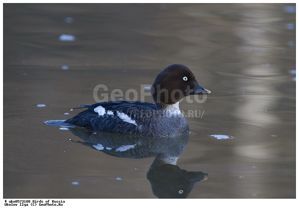 �����������, ���������� �������, ����������� ����� ������, ������, ��������, ��������, �����, �����, ��������, �����������, �����������������, ������������� �����, ������������� �����, XYZ, ������, Anatidae, ������, Bucephala clangula