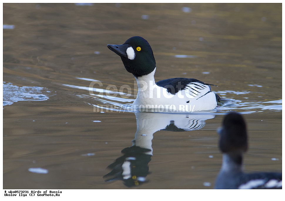 �����������, ���������� �������, ����������� ����� ������, ������, ��������, ��������, �����, �����, ��������, �����������, �����������������, ������������� �����, ������������� �����, XYZ, ������, Anatidae, ������, Bucephala clangula