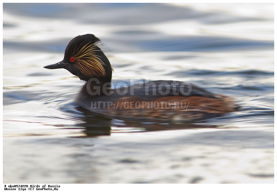 �����������, ���������� �������, ����������� ����� ������, ������, ��������, ��������, �����, �����, ��������, �����������, ������� �����, ������� �����, XYZ, ����������, Podicipedidae, ����������� �������, Podiceps nigricollis