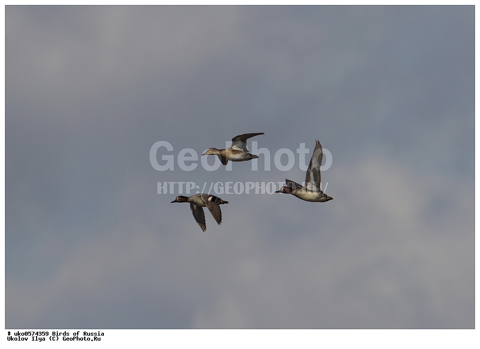 �����������, ���������� �������, ����������� ����� ������, ������, ��������, ��������, �����, �����, ��������, �����������, �����������������, ������������� �����, ������������� �����, XYZ, ������, Anatidae, �����-���������, Anas crecca