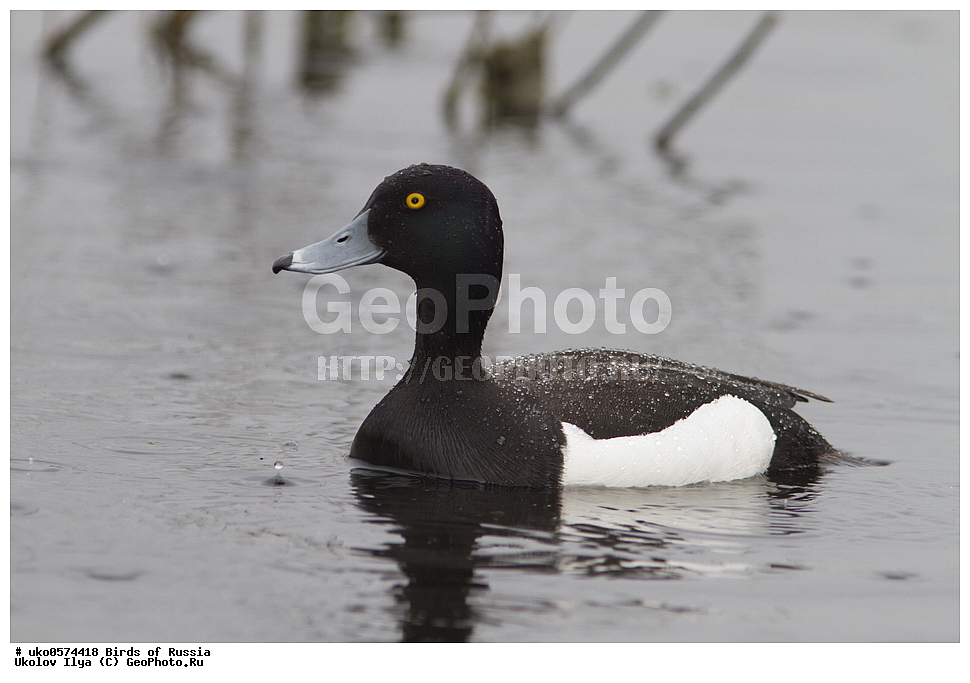 �����������, ���������� �������, ����������� ����� ������, ������, ��������, ��������, �����, �����, ��������, �����������, �����������������, ������������� �����, ������������� �����, XYZ, ������, Anatidae, �������� �������, �������� �����, Aythya fuligula