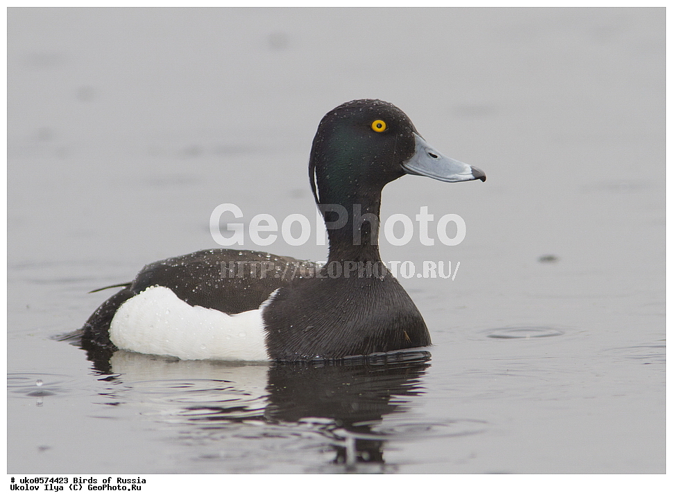 �����������, ���������� �������, ����������� ����� ������, ������, ��������, ��������, �����, �����, ��������, �����������, �����������������, ������������� �����, ������������� �����, XYZ, ������, Anatidae, �������� �������, �������� �����, Aythya fuligula