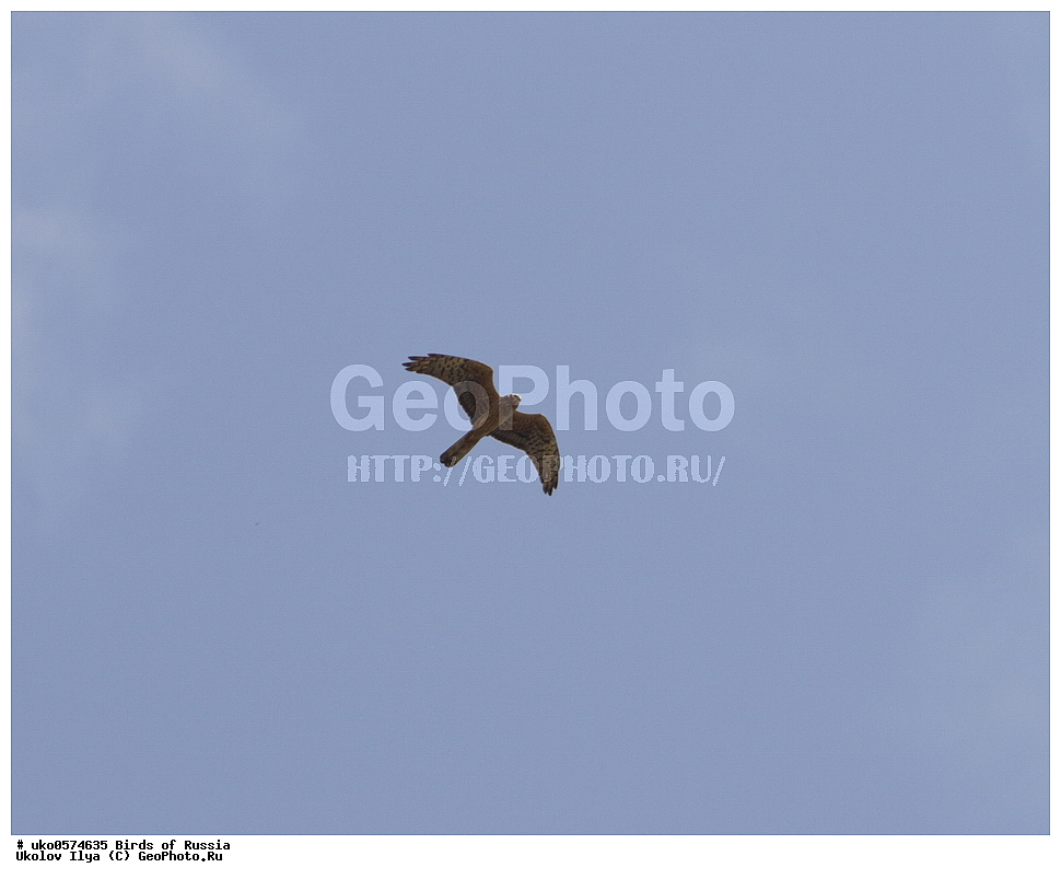 �����������, ���������� �������, ����������� ����� ������, ������, ��������, ��������, �����, �����, ��������, �����������, ������ �����, ������ �����, XYZ, ����������, Accipitridae, ������� ����, Circus macrourus
