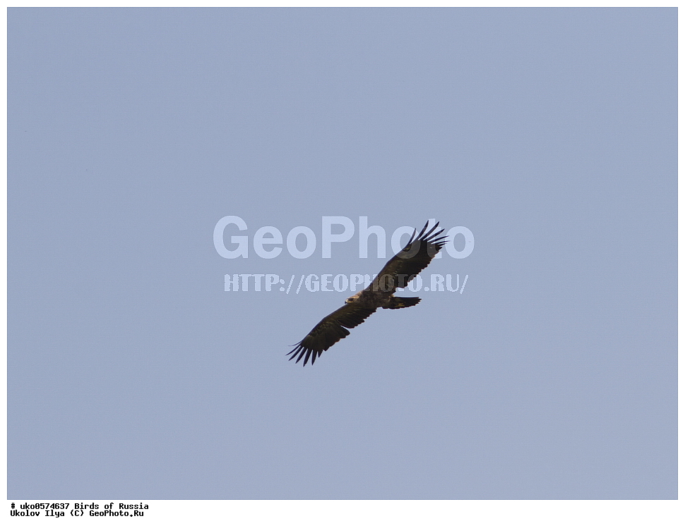 �����������, ���������� �������, ����������� ����� ������, ������, ��������, ��������, �����, �����, ��������, �����������, ������ �����, ������ �����, XYZ, ����������, Accipitridae, ������� ��������, Aquila clanga