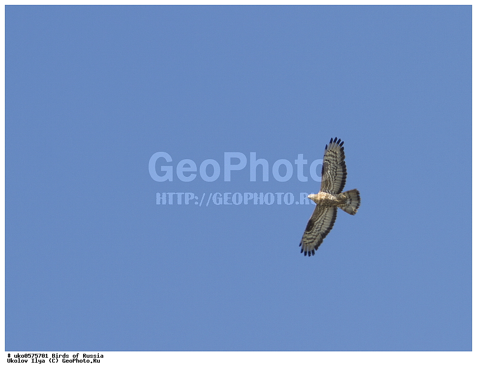 �����������, ���������� �������, ����������� ����� ������, ������, ��������, ��������, �����, �����, ��������, �����������, ������ �����, ������ �����, XYZ, ����������, Accipitridae, �����, Pernis apivorus