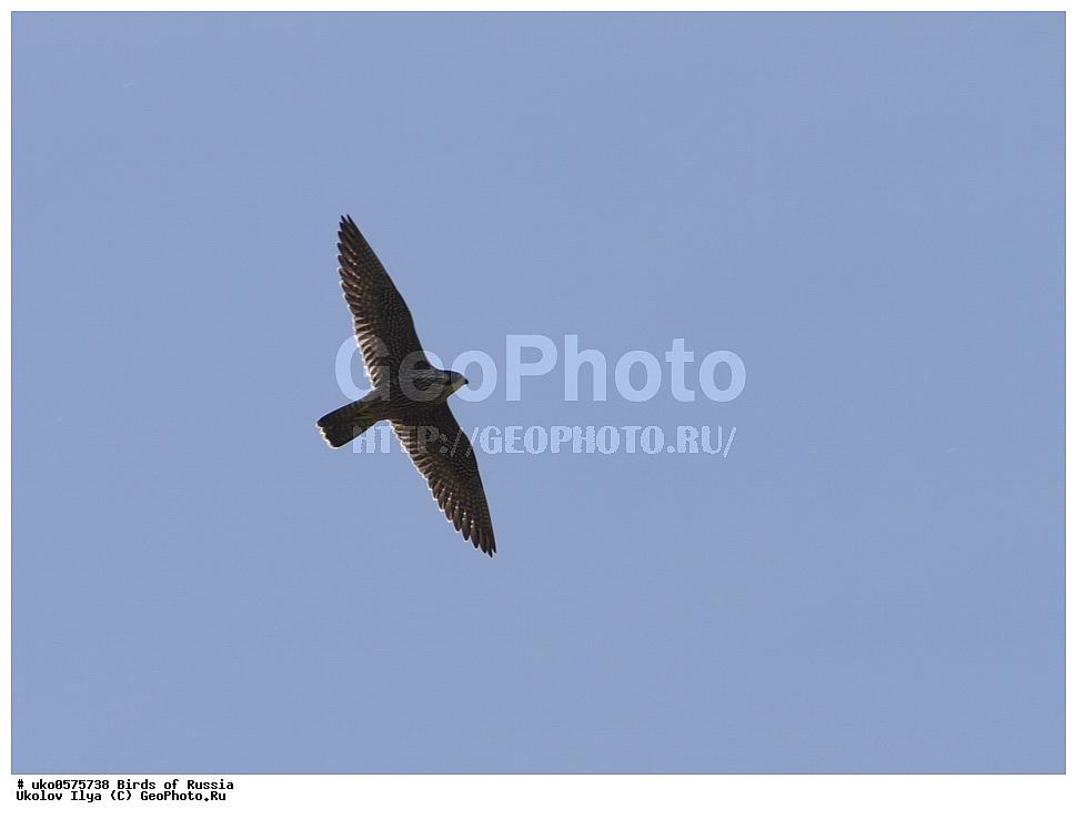 �����������, ���������� �������, ����������� ����� ������, ������, ��������, ��������, �����, �����, ��������, �����������, ������ �����, ������ �����, XYZ, ���������, Falconidae, ������, Falco peregrinus