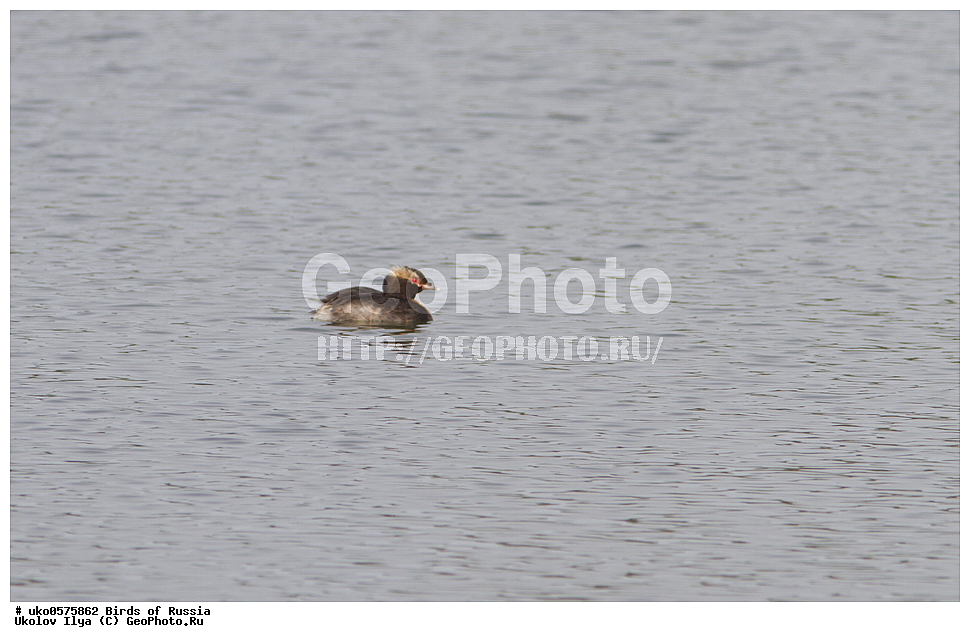 �����������, ���������� �������, ����������� ����� ������, ������, ��������, ��������, �����, �����, ��������, �����������, ������� �����, ������� �����, XYZ, ����������, Podicipedidae, ������������ �������, Podiceps auritus