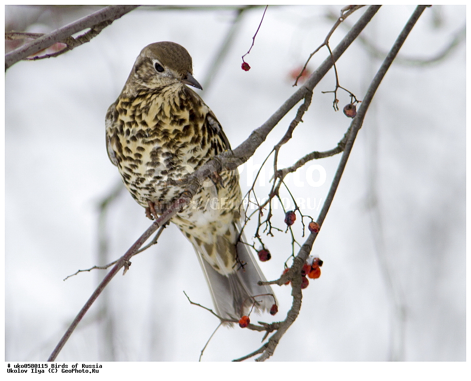 �����������, ���������� �������, ����������� ����� ������, ������, ��������, ��������, �����, �����, ��������, �����������, XYZ, ���������, Turdidae, ������, ����� ������, �����-������, Turdus viscivorus