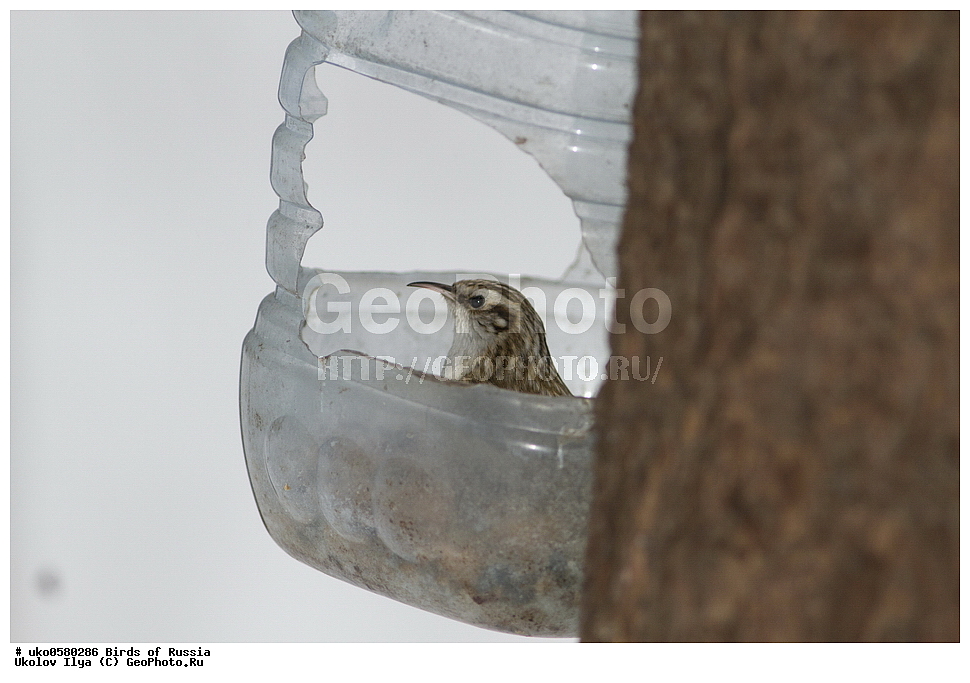 ������, ��������, ��������, �����, �����, ��������, �����������, XYZ, ���������, Certhiidae, ������������ ������, Certhia familiaris, ����������� ����� ������, �����������, ���������� �������