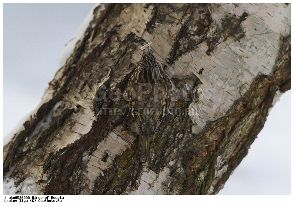 ������, ��������, ��������, �����, �����, ��������, �����������, XYZ, ���������, Certhiidae, ������������ ������, Certhia familiaris, ����������� ����� ������, �����������, ���������� �������