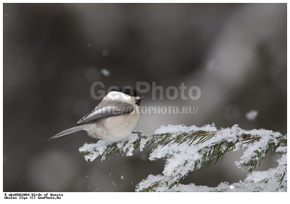 �����������, ���������� �������, ����������� ����� ������, ������, ��������, ��������, �����, �����, ��������, �����������, XYZ, ���������, Paridae, ����������� ������, ������, Poecile montanus, Parus montanus