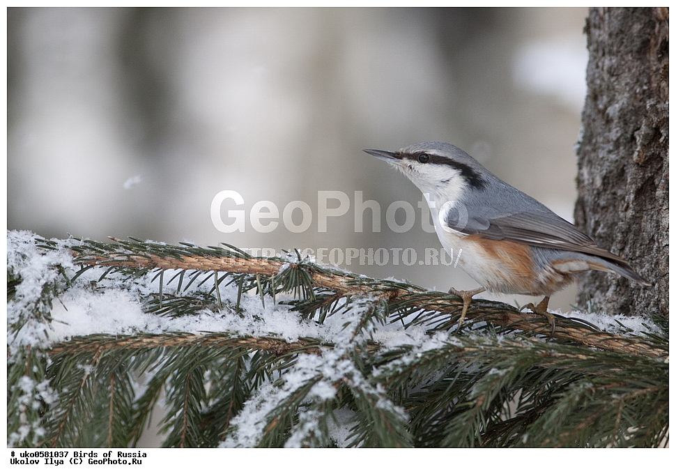 �����������, ���������� �������, ����������� ����� ������, ������, ��������, ��������, �����, �����, ��������, �����������, XYZ, �����������, Sittidae, ������������ ���������, �����, Sitta europaea