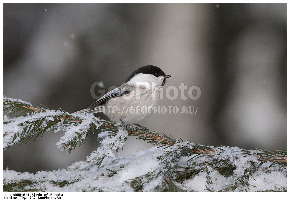 �����������, ���������� �������, ����������� ����� ������, ������, ��������, ��������, �����, �����, ��������, �����������, XYZ, ���������, Paridae, ����������� ������, ������, Poecile montanus, Parus montanus