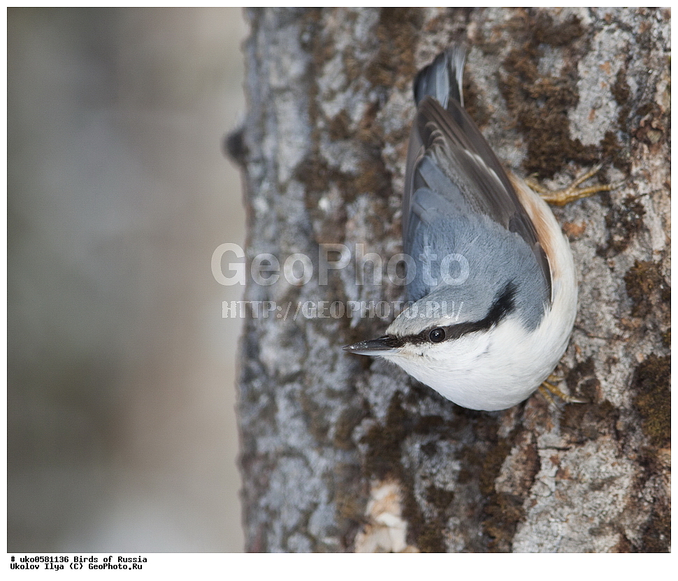 �����������, ���������� �������, ����������� ����� ������, ������, ��������, ��������, �����, �����, ��������, �����������, XYZ, �����������, Sittidae, ������������ ���������, �����, Sitta europaea