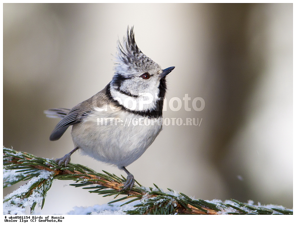 �����������, ���������� �������, ����������� ����� ������, ������, ��������, ��������, �����, �����, ��������, �����������, XYZ, ���������, Paridae, �������� ������, ���������, �������, ����������, ��������, Lophophanes cristatus, Parus cristatus