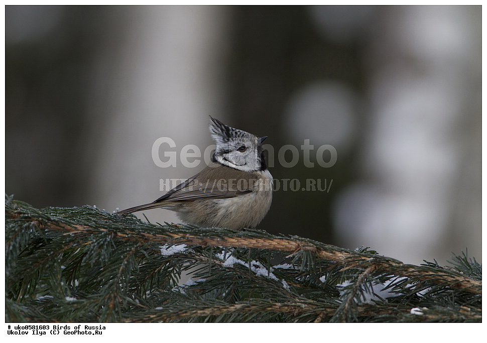 �����������, ���������� �������, ����������� ����� ������, ������, ��������, ��������, �����, �����, ��������, �����������, XYZ, ���������, Paridae, �������� ������, ���������, �������, ����������, ��������, Lophophanes cristatus, Parus cristatus