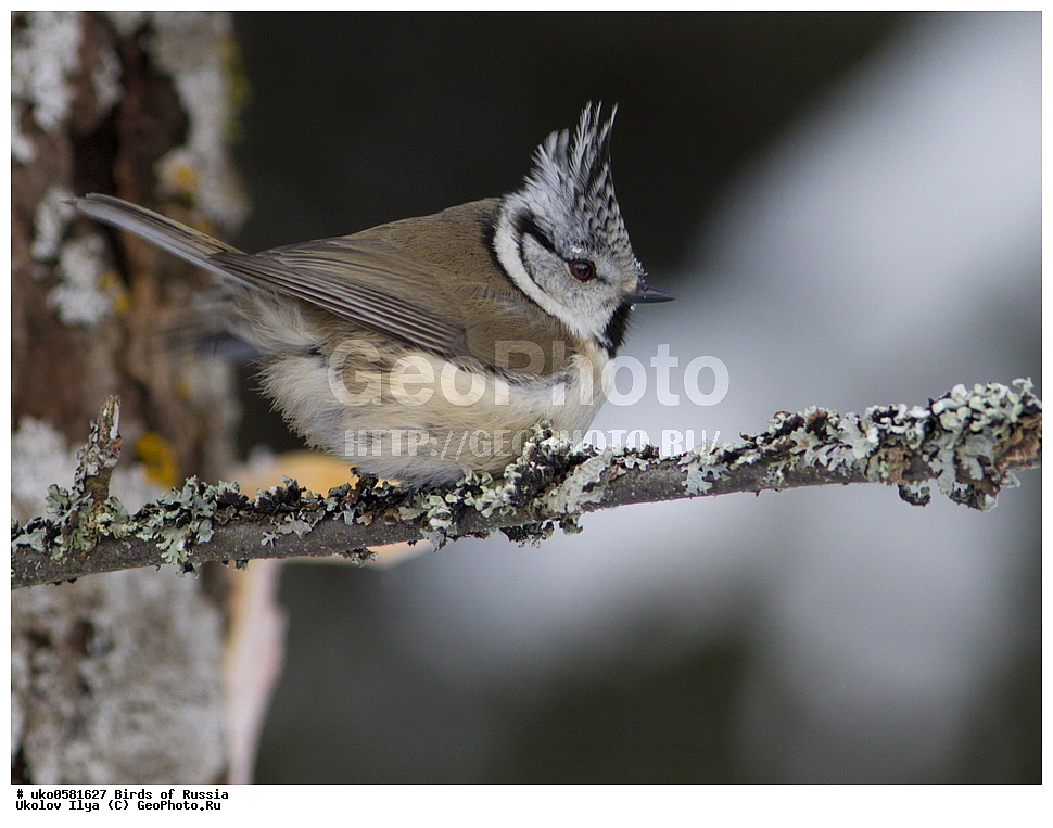 �����������, ���������� �������, ����������� ����� ������, ������, ��������, ��������, �����, �����, ��������, �����������, XYZ, ���������, Paridae, �������� ������, ���������, �������, ����������, ��������, Lophophanes cristatus, Parus cristatus